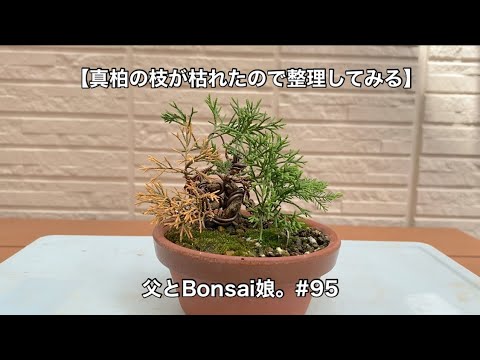 真柏の枯れ木(カレボク) 盆栽の枯れ木④　神 真柏の枯れ木(カレボク) 盆栽の枯れ木④ 神 真柏の枯れ木(カレボク