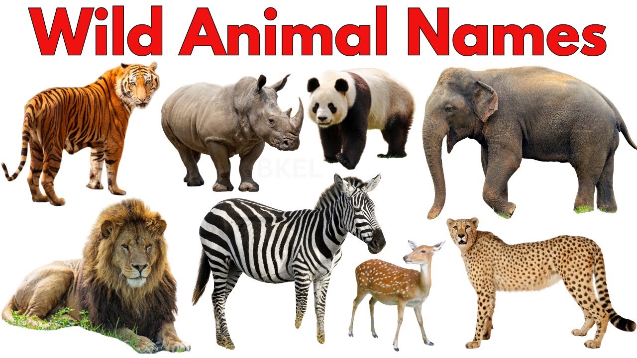 🦁 Wild Animals for Kids | Learn Wild Animal Names & Sounds | Preschool Learning Video