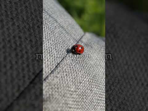 Ladybugs Smell Like Peanuts