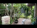 【古民家暮らしのvlog】夏の台所/小さなお客様/生きる力