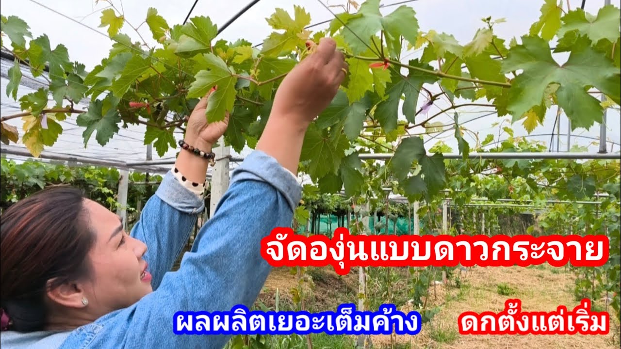 วิธีทำดาวกระจายองุ่น!!สูตรปลูกองุ่นดก กิ่งเยอะสามารถเลือกได้ไม่จำกัด ของไร่องุ่นเจริญทรัพย์