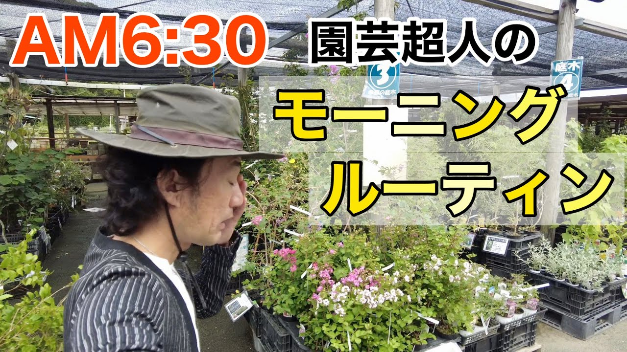 【４０００坪】誰も知らないモーニングルーティン　　　　【カーメン君】【園芸】【ガーデニング】