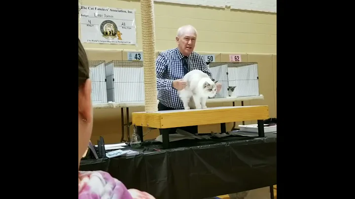 Larry Adkison All Breed CFA Hallmark Cat Club NY