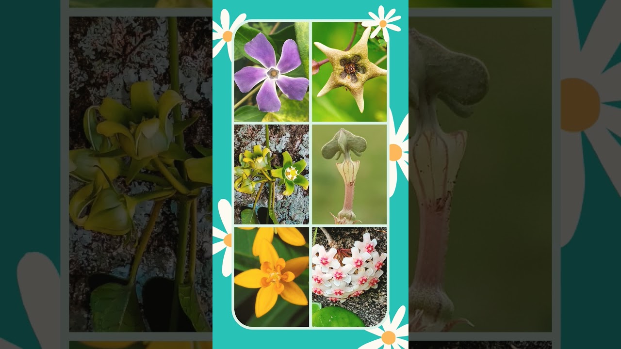 🌻⁵☆&bull;&sup1; Corona in Apocynaceae (Dogbane Family)