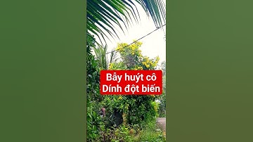 Bẫy chim huýt cô dính hàng độc lạ #huytco #chimsau #linhhocmon