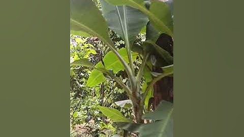 bán siêu vườn cây ăn trái sát bên thành phố bảo lộc