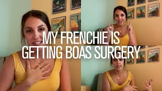 My Frenchie Is Getting BOAS Surgery by The French Bullvlog 1,545 views 2 years ago 5 minutes, 21 seconds