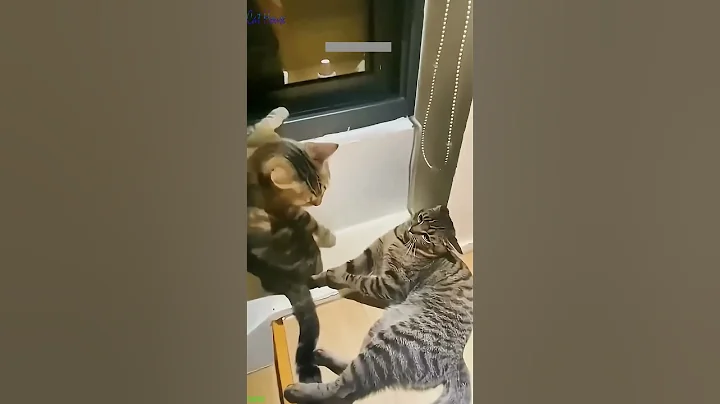 Video 5985431: cute cats cathouse, funny cat