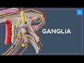 Histology of ganglia of different systems - Quick Histology | Kenhub