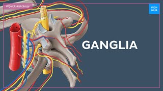 Histology of ganglia of different systems - Quick Histology | Kenhub Histology of ganglia of different systems - Quick Histology | Kenhub