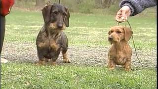 Dachshund  AKC Dog Breed Series