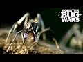 Dinosaur Ants vs Trap Jaw Ants | MONSTER BUG WARS