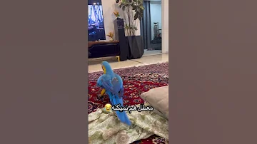 بچه هارو با خالشون تنها نزارید خاله پرنده طوطی Parrot Macaw Birds Bird Baby Laugh 