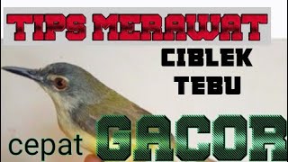 CARA MERAWAT BURUNG CIBLEK TEBU AGAR CEPAT GACOR