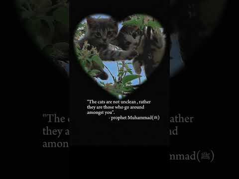 Cats Are Not Unclean Cat Fypシ Trending Top Family Quran Ummah Pakistani