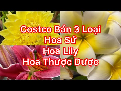 Video: An Oriental Lily là gì: Tìm hiểu về cách trồng cây Oriental Lily