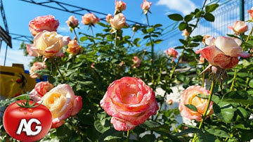 Roses after such pruning will bloom 2 times stronger in summer