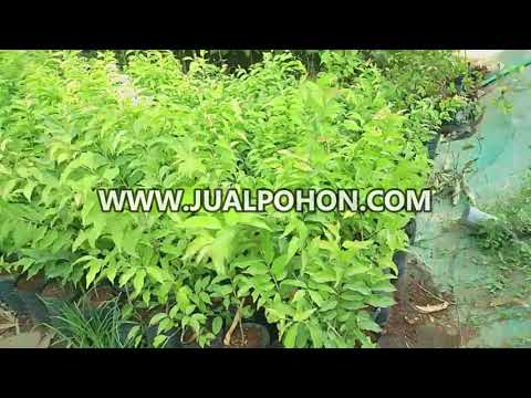 Tanam Bibit Plum Aussie, Panen Lezat di Taman Anda