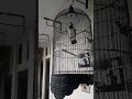 Suara burung ini mantul