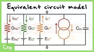 Equivalent Circuit Model Of The Neuron Explained (Capacitance, Resistance, Driving force) | Clip