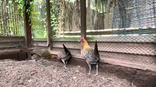 how do i select a redquill pullet. ano hinahanap ko at ano iniiwasan ko