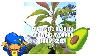 Fantastic Results! Growing Avocado From Seed in Pot: THE GARDEN OF FEODORA