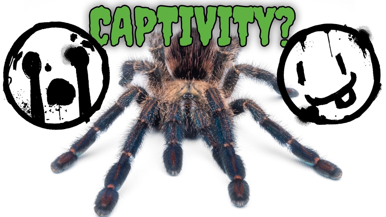 Are Tarantulas Actually Happy in Captivity?