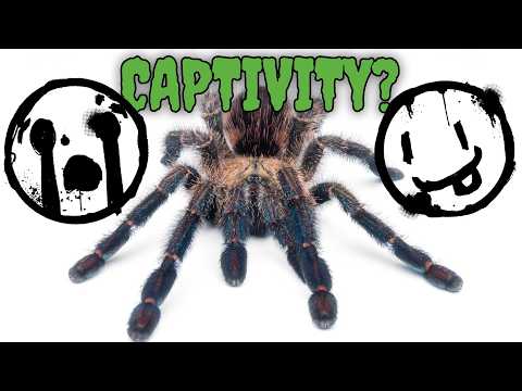 Are Tarantulas Actually Happy in Captivity?