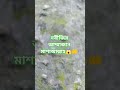 নবীজির আম্মাজান মাশাআল্লাহ😱🤲 #ytshorts#mashallah #islam