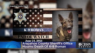 Arapahoe County Sheriff’s Office Mourns Death Of K-9 Roman
