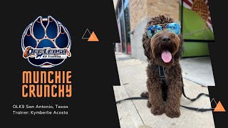 11Mo Labradoodle “Munchie Crunchy” | Silly Dog | Trainer: Kymberlie Acosta