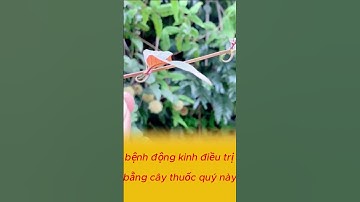 Cây Móc Câu Đẳng bài thuốc quý cho bệnh động kinh, giật #baithuochay #thuốcnam