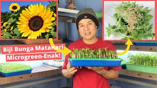 Microgreen Biji Bunga Matahari Enak Banget! - Panen 8 hari.
