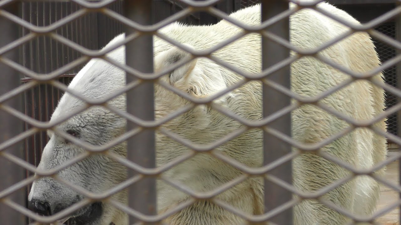 ホッキョクグマ の『ホクト』 (姫路市立動物園) 2019年6月6日