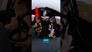 6 mitos sobre os gatos que você tem que parar de acreditar!😱