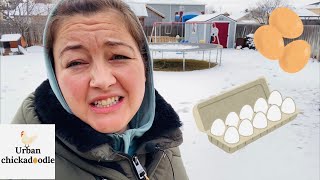 How to Help with Egg Production in the Winter ￼