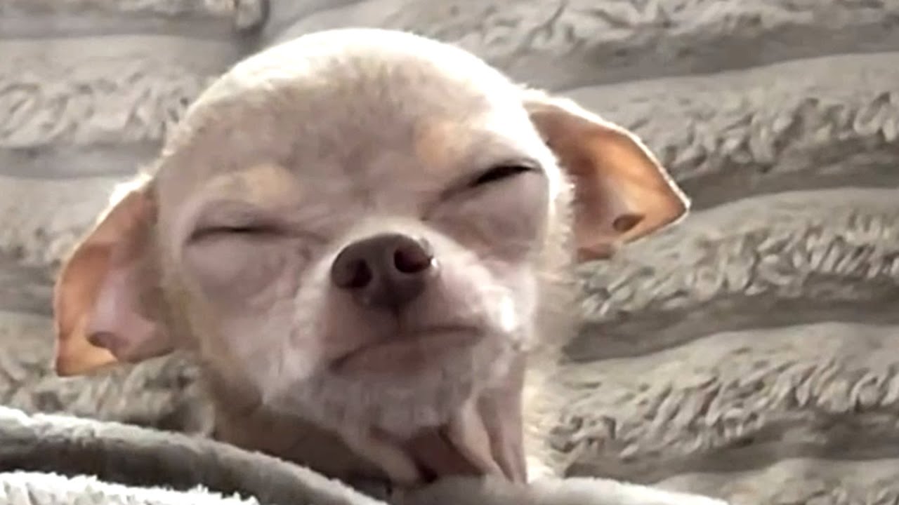 Tiny chihuahua with unusual face is obessed with bison