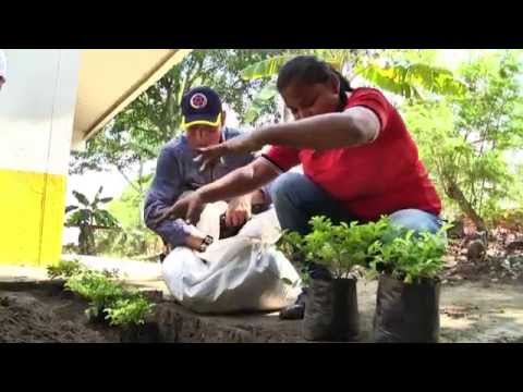 Video: Árboles Que No Es Aconsejable Plantar Cerca De La Casa