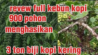 full review of a coffee plantation with 900 trees producing 3 tons of dry coffee on a land area o...