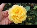 Roses, David Austin and other