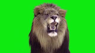Lion roaring green screen Lion roaring green screen