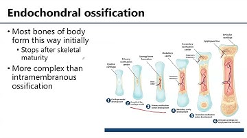 MSK1: Bone Formation, Growth, & Remodeling