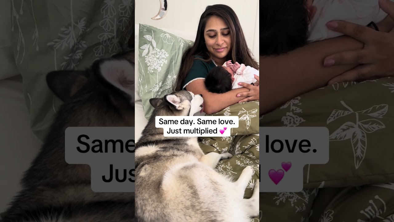 Sapphie the pomsky’s sister arrives on her birthday 