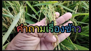 คําถามเรื่องข้าวก่อนเก็บเกี่ยวทําข้าวช่วงเมษา