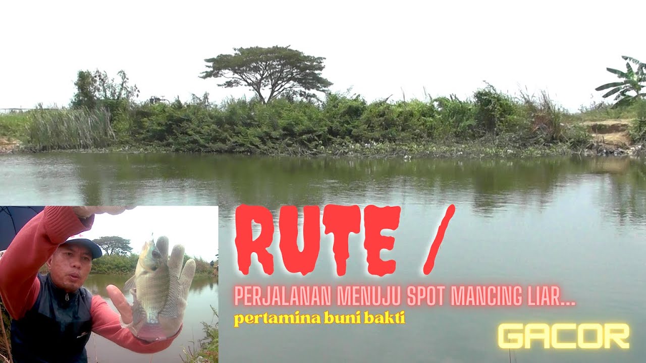 SPOT MANCING LIAR YG GACOR !!! INFO PERJALANAN MENUJU BUNI BAKTI 