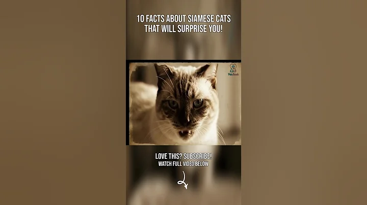 Watch the video about 10 Facts About Siamese Cats That Will Surprise You!