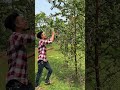 ছোট গাছে কত বড়ই #shrts #shortvideo