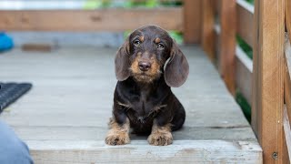 Dachshund wirehaired caninchen, (такса жесткошерстная кроличья)4 m.old ,Персей