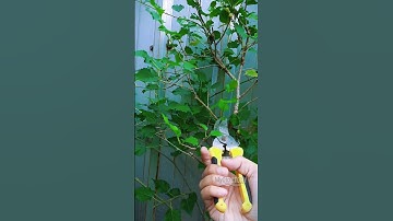 PRUNING MULBERRY TREE FOR BETTER FRUITS