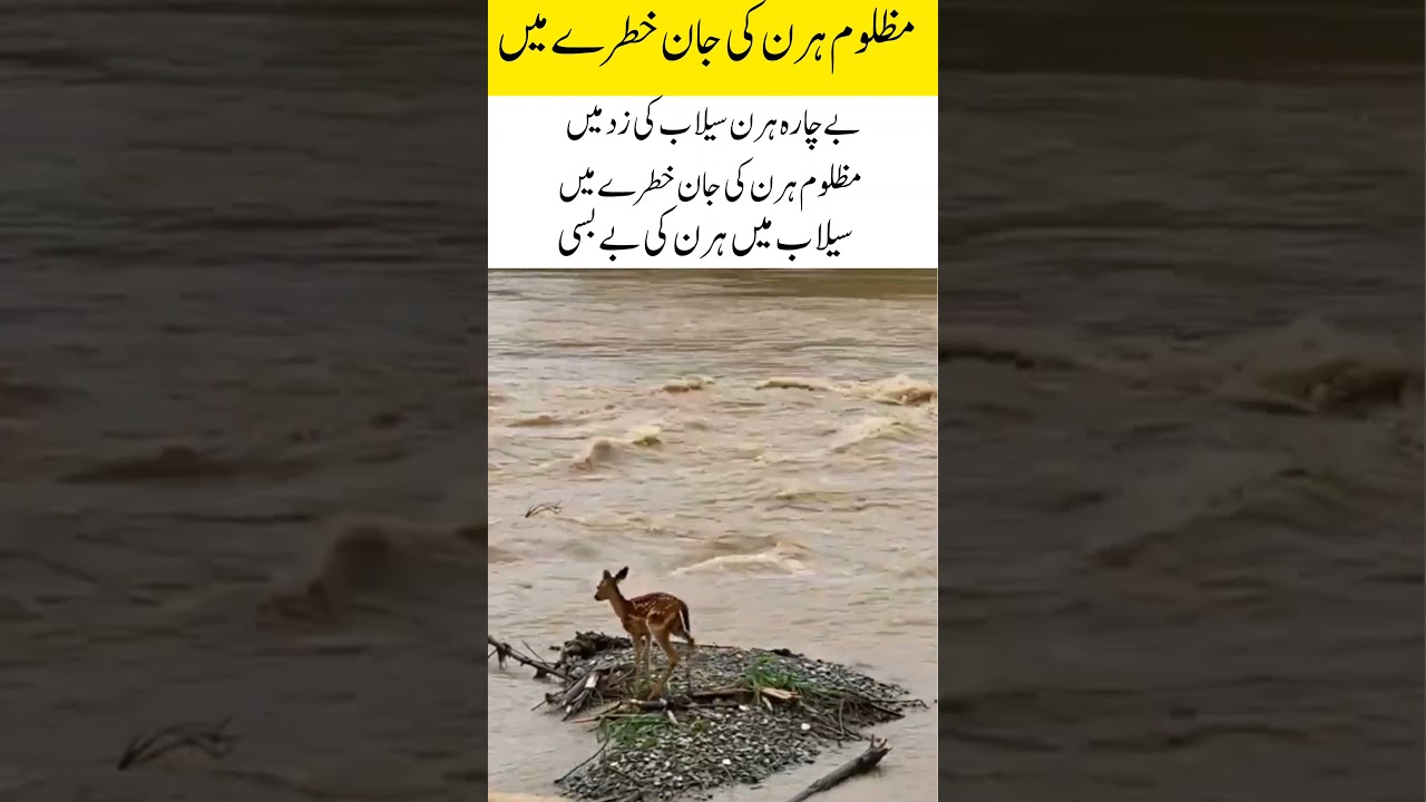 Deer Trapped in Flood | Heartbreaking Scene 🌊🦌
